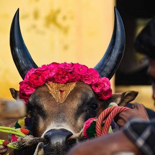 jallikattu&kangeyamlovers