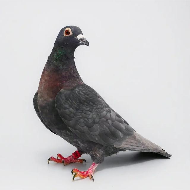 ?Pigeon_club_of_kerala?️