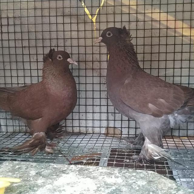 Tamil Nadu pigeon club