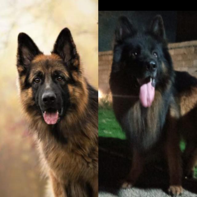 German shepherd Pakistan