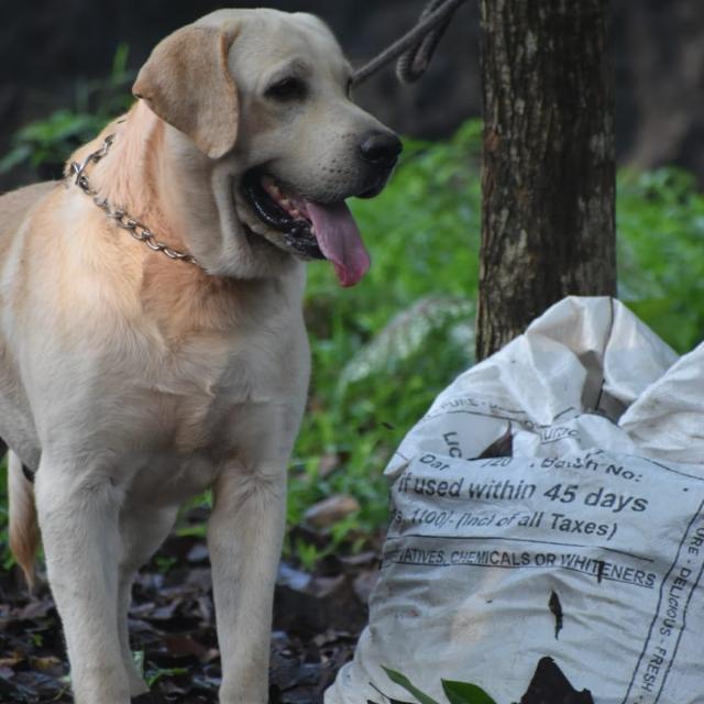 Puppies (KERALA)?️