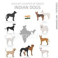 INDIAN DOG BREEDS🇳🇪