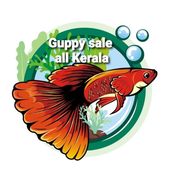 ?Guppy sale all kerala?