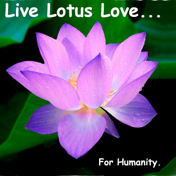 Love Lotus status???