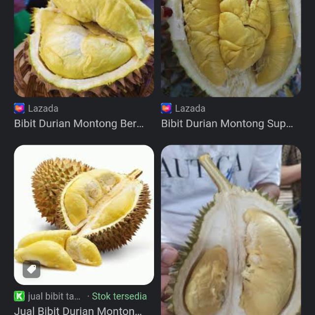 Durian Montong bawor musangking