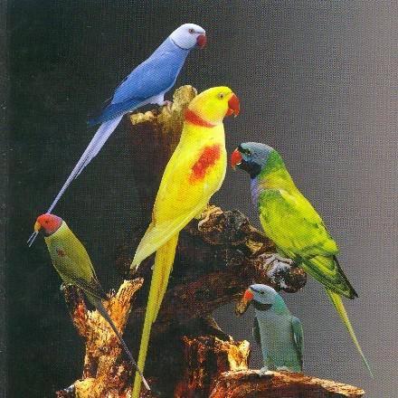 Pet birds  tamilnadu