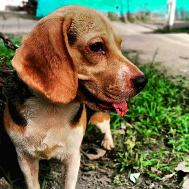 BeagleWorld(Kerala)