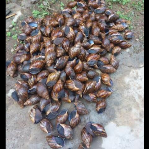 The GOLD in snail farming